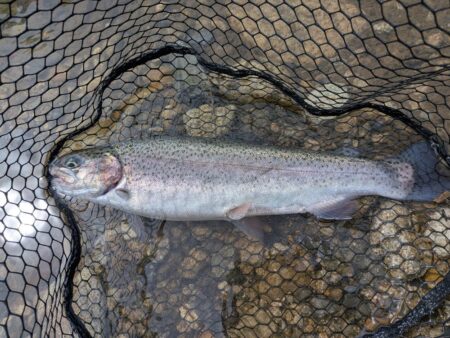 激濁りの中トラウト狙い